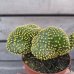 Opuntia microdasys (Opuncia) ´CRISTATA´ - kont. C1L, výška 5-10 cm